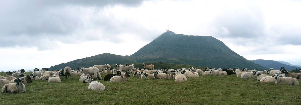 Puy de Dôme mouton